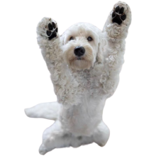 Hvid puddel sidder på bagbenene og løfter forbenene op i vejret